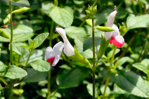 Salvia Hot Lips flowers